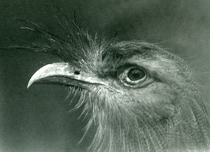 Un seriema dalle zampe rosse allo Zoo di Londra nel 1924 da Frederick William Bond