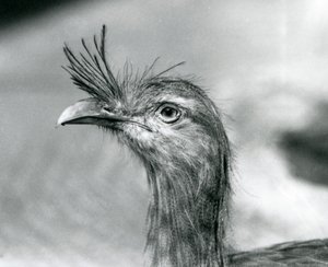 Un Seriema dalle zampe rosse allo Zoo di Londra nel 1929 (foto b/n) da Frederick William Bond