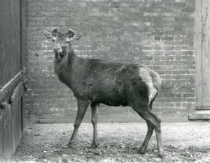 Un cervo rosso con corna in crescita, Zoo di Londra, agosto 1928 (foto b/n) da Frederick William Bond