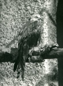 Un nibbio rosso appollaiato su un ramo allo Zoo di Londra nel 1924 da Frederick William Bond