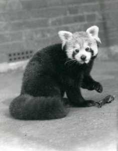 Un panda rosso seduto allo zoo di Londra, 1917