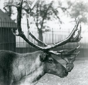 Un cervo che perde il velluto dalle sue corna, Zoo di Londra da Frederick William Bond