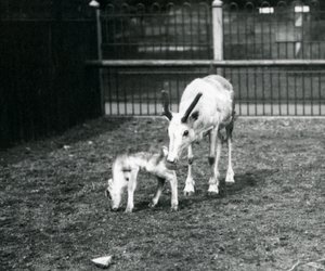 Una renna con il suo vitello allo zoo di Londra, marzo 1914 da Frederick William Bond