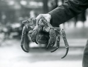 Un granchio ladro, o granchio del cocco tenuto da un custode allo Zoo di Londra, luglio 1927 da Frederick William Bond