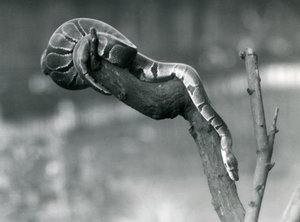 Un pitone reale che scende da un ramo allo Zoo di Londra, ottobre 1925 da Frederick William Bond