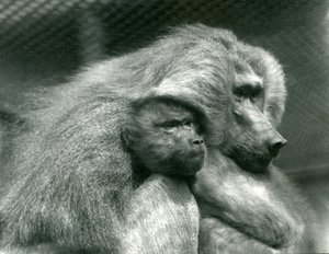 Un babbuino sacro con il suo piccolo allo Zoo di Londra, luglio 1924 da Frederick William Bond