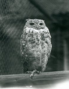 Un gufo reale di Savigny su un ramo allo Zoo di Londra, settembre 1925 da Frederick William Bond