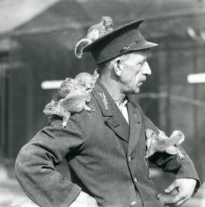 Un guardiano di seconda classe con quattro giovani scoiattoli grigi che gli salgono sul cappello e sulla giacca, zoo di Londra
