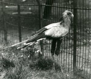 Un uccello segretario allo Zoo di Londra, settembre 1923 da Frederick William Bond