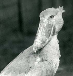 Un cicogna dal becco a scarpa, zoo di Londra, luglio 1926 da Frederick William Bond