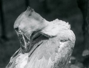Un becco a scarpa che si pulisce le piume allo Zoo di Londra nel 1926 da Frederick William Bond