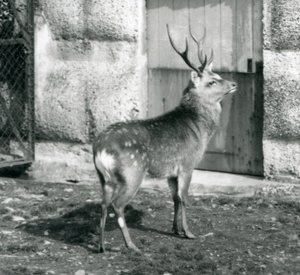 Un cervo maculato giapponese in piedi nel suo recinto, allo Zoo di Londra, agosto 1927 da Frederick William Bond