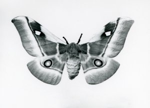 Una falena della seta, Bunaea caffraria, allo zoo di Londra, prima del 1930 da Frederick William Bond