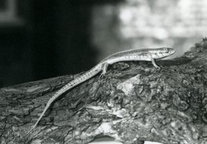 Uno scinco che riposa su un tronco allo Zoo di Londra nel 1929 (foto in bianco e nero)
