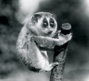 Un loris snello che si aggrappa alla fine di un ramo, zoo di Londra, agosto 1926 da Frederick William Bond