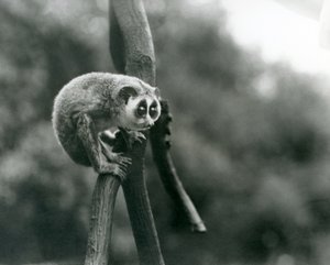 Un lori snello che guarda giù da un ramo, Zoo di Londra, agosto 1926 da Frederick William Bond