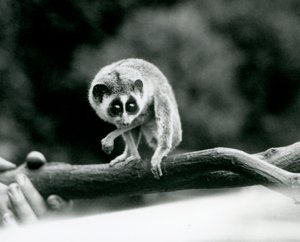 Un lori snello che guarda giù da un ramo tenuto nelle mani di un custode, Zoo di Londra, agosto 1926 da Frederick William Bond