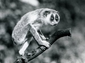 Un loris snello che cammina su un ramo, zoo di Londra, agosto 1926 da Frederick William Bond