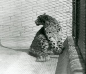 Un Leopardo delle Nevi seduto, sul pavimento, Zoo di Londra