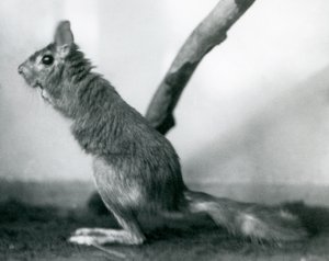 Un Saltatore del Capo seduto vicino a un ramo nel suo recinto, Zoo di Londra, dicembre 1925 da Frederick William Bond