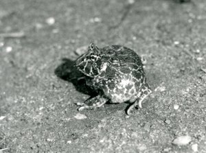 Una rana cornuta sudamericana, Zoo di Londra, dicembre 1925 da Frederick William Bond