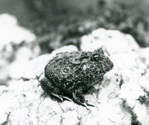 Una rana cornuta sudamericana seduta su una roccia, Zoo di Londra, agosto 1928 da Frederick William Bond