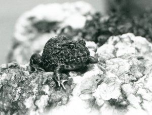 Una rana cornuta sudamericana seduta su una roccia mostrando la sua posa difensiva, Zoo di Londra, agosto 1928 da Frederick William Bond