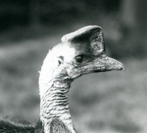 Casuario Meridionale allo Zoo di Londra, giugno 1925 da Frederick William Bond