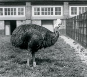 Un casuario meridionale al London Zoo, giugno 1925 da Frederick William Bond