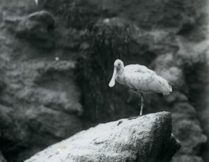 Un mestolone su una roccia allo Zoo di Londra nel settembre 1927