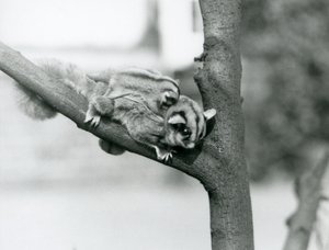 Un petauro dello zucchero su un ramo con il suo cucciolo sulla schiena, zoo di Londra da Frederick William Bond