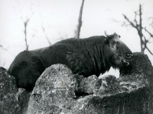 Un takin, noto anche come camoscio bovino o gnu capra, che riposa su una roccia, Zoo di Londra, 1925 da Frederick William Bond