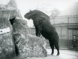 Un takin, noto anche come camoscio bovino o capra gnu, in piedi con le zampe anteriori su una roccia, Zoo di Londra da Frederick William Bond