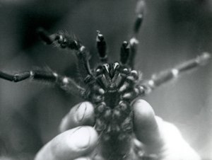 Un tarantola tenuta in alto per mostrare i suoi denti da sotto, Zoo di Londra, ottobre 1925 da Frederick William Bond