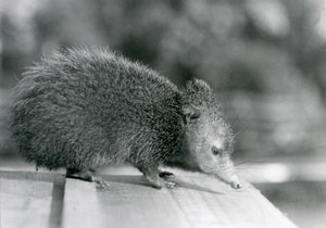 Un Tenrec al London Zoo nel 1929