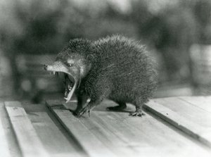 Un Tenrec con la bocca aperta, mostrando la sua ampia apertura e i denti affilati, Zoo di Londra da Frederick William Bond