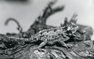Un lucertola cornuta del Texas che riposa su un tronco allo zoo di Londra, settembre 1928