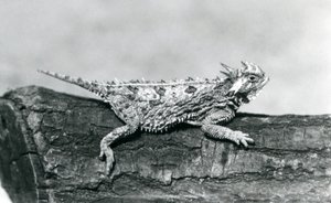 Un lucertola cornuta del Texas/Horntoad/Horned Toad/Horny Toad che riposa su un tronco allo Zoo di Londra nell
