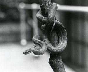 Un serpente ratto del Texas avvolto attorno a un ramo quasi verticale allo Zoo di Londra nell