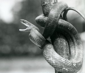 Un serpente ratto del Texas che sbadiglia, mentre è avvolto intorno a un ramo quasi verticale, Zoo di Londra, agosto 1928 (foto in b/n) da Frederick William Bond