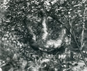 Un bradipo tridattilo appeso a un ramo frondoso allo Zoo di Londra, agosto 1920 da Frederick William Bond