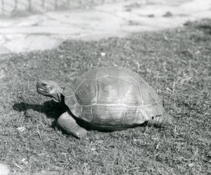 Una tartaruga sull