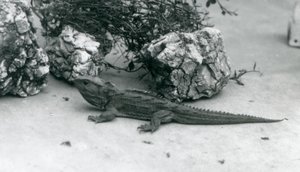 Un tuatara allo zoo di Londra nel 1927 da Frederick William Bond