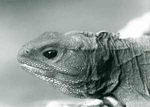 Un Tuatara allo Zoo di Londra nel 1928 (foto b/n) da Frederick William Bond