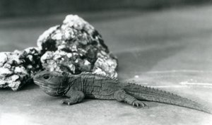 Un tuatara, sdraiato davanti a una roccia, allo Zoo di Londra nel 1928 da Frederick William Bond