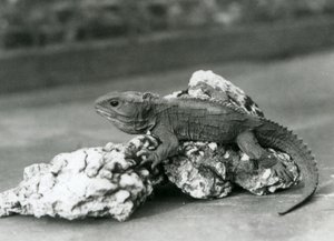 Un Tuatara, sdraiato su una roccia, allo Zoo di Londra nel 1929 (foto b/n)