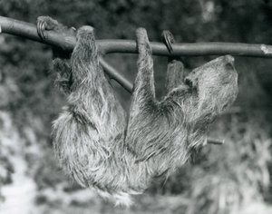 Un bradipo didattilo appeso a un ramo tagliato, Zoo di Londra, 1927 da Frederick William Bond