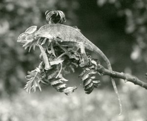 Un camaleonte velato o dello Yemen alla fine di un ramo frondoso allo Zoo di Londra, giugno 1924 da Frederick William Bond