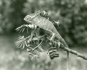 Un camaleonte velato o dello Yemen alla fine di un ramo frondoso allo Zoo di Londra, giugno 1924 da Frederick William Bond