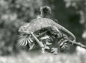Un camaleonte velato o dello Yemen si aggrappa alla fine di un ramo frondoso con la sua coda prensile, Zoo di Londra, giugno 1924 da Frederick William Bond